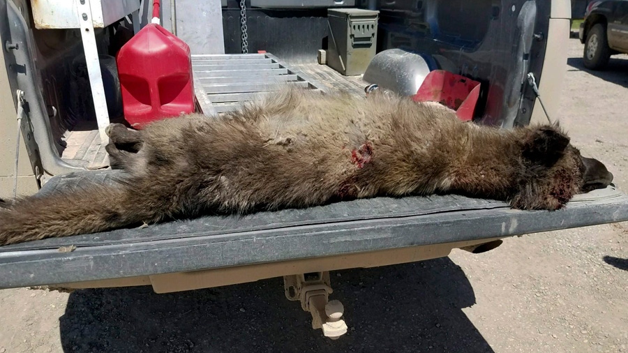 A wolf-like animal found in Montana