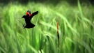 In this June 14, 2010 photo, a red-winged blackbird takes flight in a grassy area of cattails near Lancaster, Pa. (AP Photo/Intelligencer Journal, Richard Hertzler)