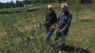 George and Sheri Braun walk through their olive grove in Fulford Valley. May 29, 2018. (CTV Vancouver Island)