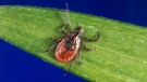 In this undated photo provided by the U.S. Centers for Disease Control and Prevention, a blacklegged tick - also known as a deer tick. (CDC via AP)