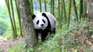 In this Thursday, May 31, 2018, photo, a giant panda wanders through a village in Wenchuan County in southwestern China's Sichuan province. (Chinatopix via AP)