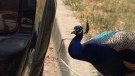 A peacock is seen in Surrey's Sullivan Heights neighbourhood on Saturday, June 2, 2018.