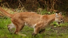 In this May 23, 2012, file photo, an approximately 2-year-old female cougar runs away from a Washington Department of Fish and Wildlife trap after being released northeast of Arlington, Wash. (Mark Mulligan/The Daily Herald via AP, File)