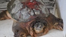 Several turtles have cracked shells after getting hit by cars in Windsor-Essex. (Courtesy Wings Rehab Centre)