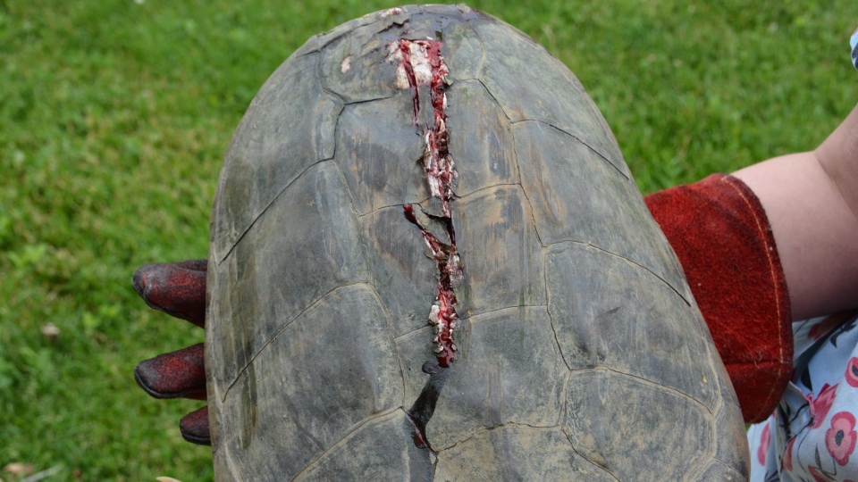 Turtle cracked shell