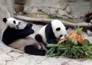 Chuang Chuang , a male panda, left, plays on the ground, as Lin Hui, right, a female panda, feeds bamboos and carrots to celebrate her fourth birthday at the Chiang Mai Zoo in Chiang Mai, Thailand in this Wednesday, Sept. 28, 2005 file photo. (AP Photo / Wichai Traprew)