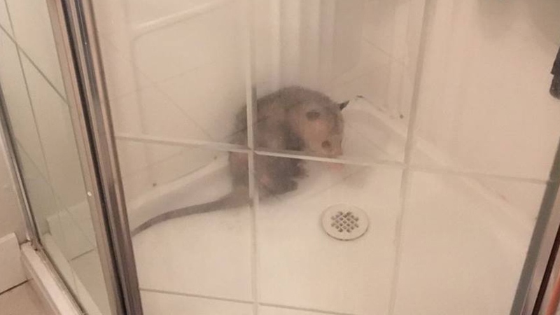 Delta, B.C. police called for opossum in shower