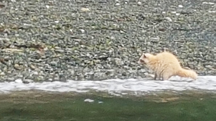 A kayaker got an up-close glimpse of a local legend when he spotted a rare blonde raccoon on Newcastle Island, just across from Nanaimo. Sunday, June 3, 2018. (Courtesy Murray Helmer)