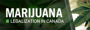 Calgary marijuana teaser