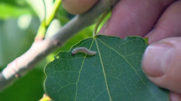 Leafroller caterpillar - Calgary