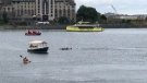 A pod of orcas swam close to whale-watching vessels and a water taxi in Victoria's Inner Harbour, just in front of Delta's Ocean Pointe Resort. June 7, 2018. (Courtesy Gordon Slyter)