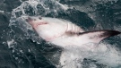 A porbeagle shark is seen in this undated handout photo. THE CANADIAN PRESS/HO, Warren Joyce - Fisheries and Oceans Canada 
