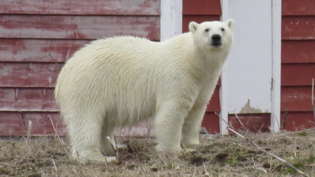 polar bear in Newfoundland