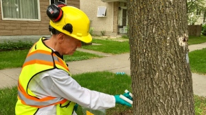 The city is using a botanical pesticide on roughly one thousand trees within a five kilometer radius of where the first emerald ash borer beetle was detected. (Jon Hendricks/CTV News)