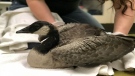 The Toronto Community Wildlife Centre took the sole survivor of an attack on a flock of geese into their care.