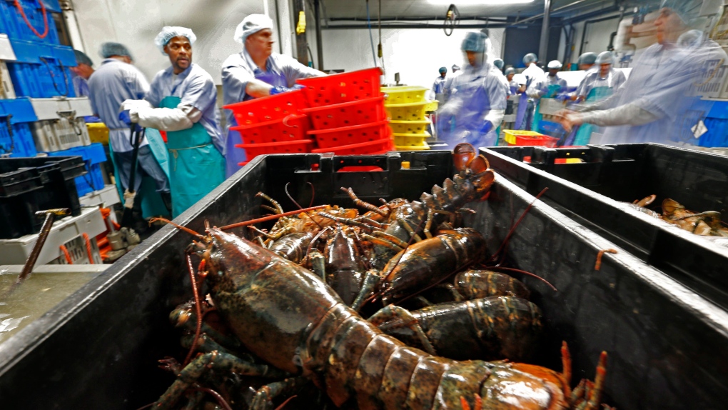 China lobsters