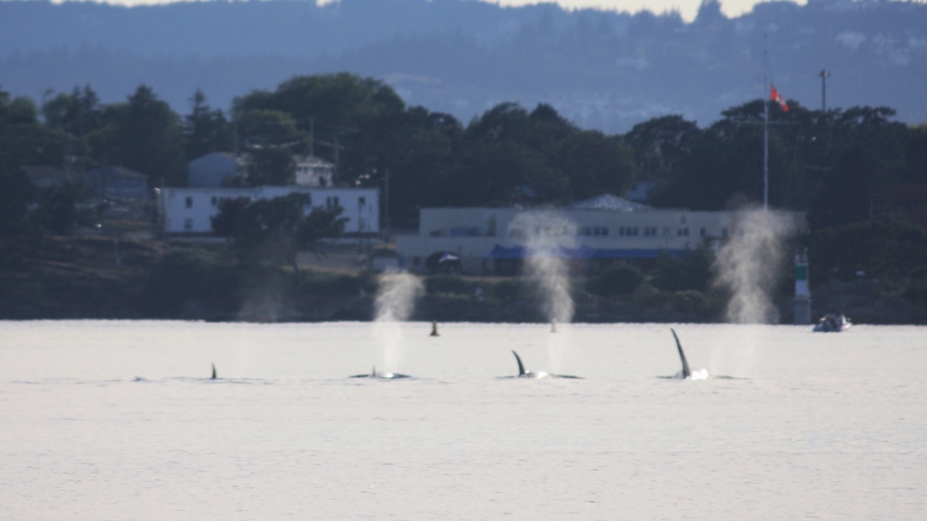 orcas inner harbour