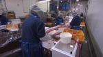 Workers prepare fish at the 7 Seas fish processing plant. (CTV)