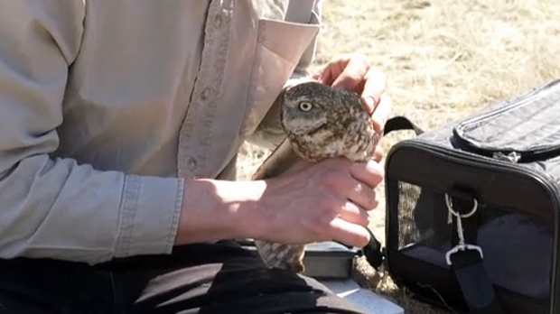 Burrowing owls released - CFB Suffield 
