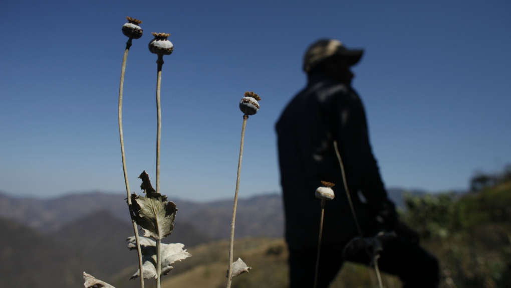 Opium farmers turn to marijuana