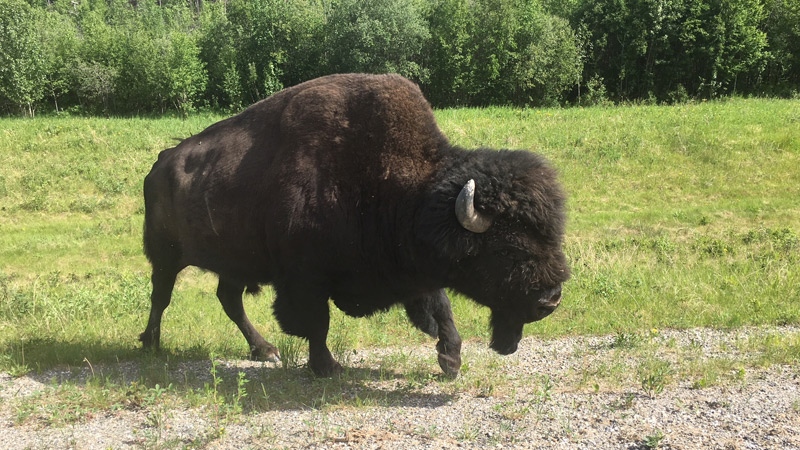 A bison, seen earlier in the trip off of the Alaska Highway.
