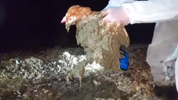 Disturbing video raising concerns about animal cruelty at chicken farms in  .'s Fraser Valley | CTV News