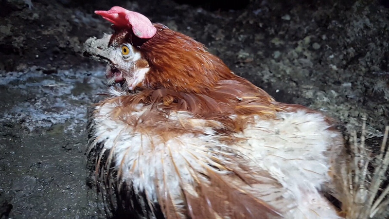 Investigation at Abbotsford chicken farm