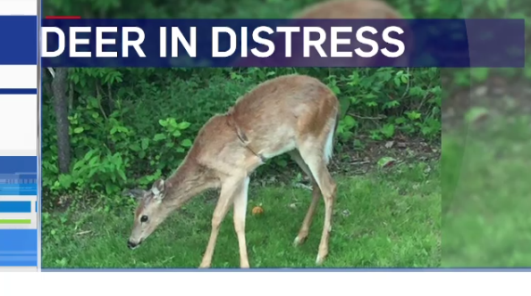 Deer in distress in West Ferris