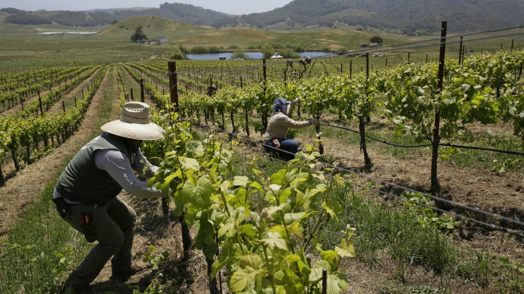 Winemakers look to adapt to climate change