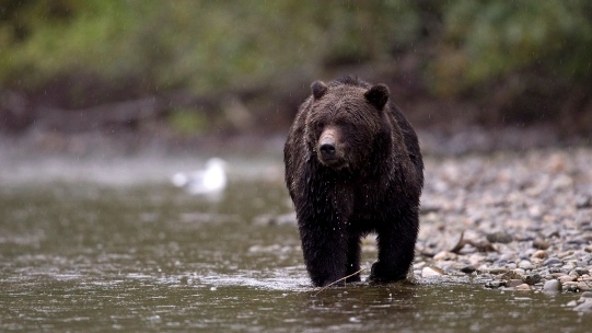 Grizzly bear (file)