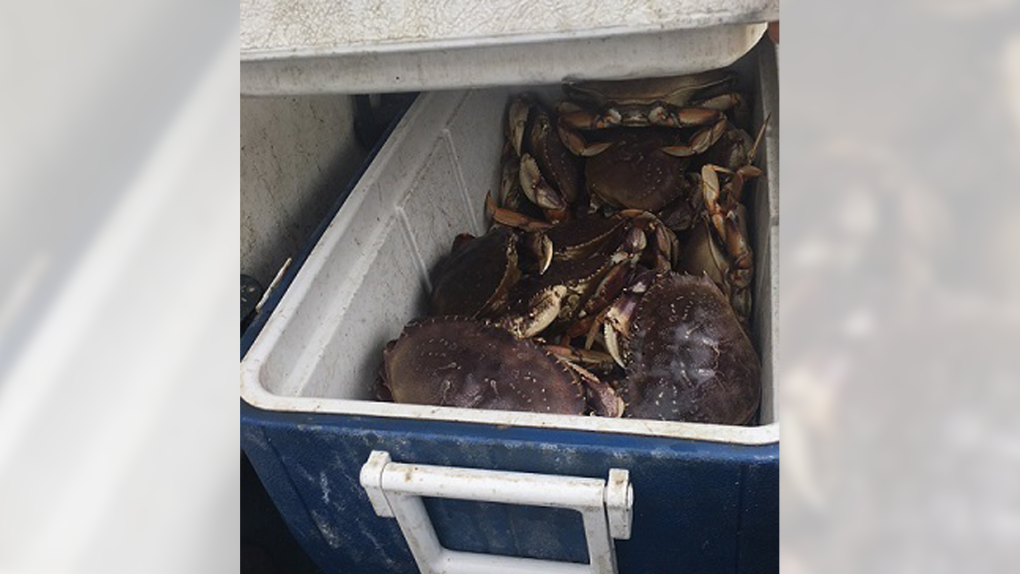Illegally caught crab 