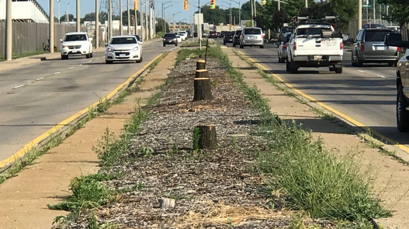 Trees in the median on Walker Road have been removed in Windsor, Ontario on Wednesday, July 4, 2018 (Alana Hadadean / CTV Windsor) 