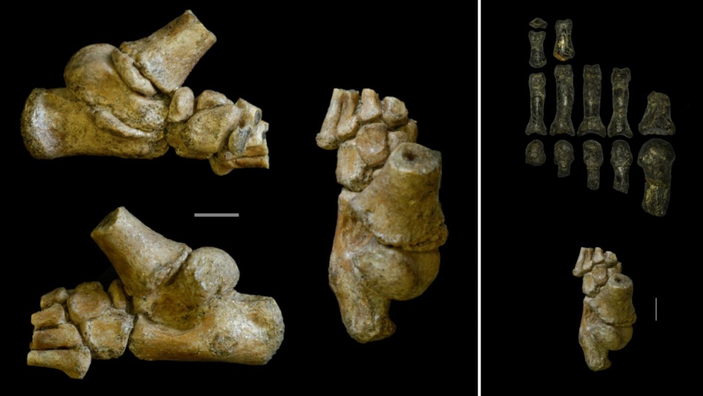 Australopithecus afarensis toddler