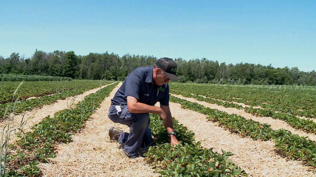 Gerry Rochon looks at dead strawberry patch.