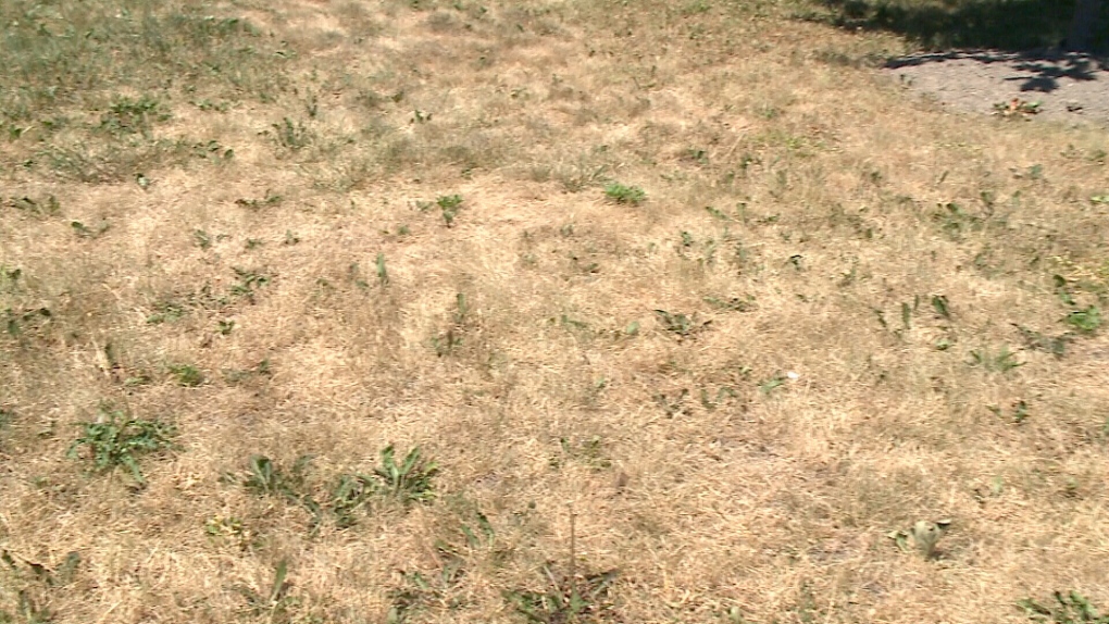Lawns in Ottawa area are burned and brown.