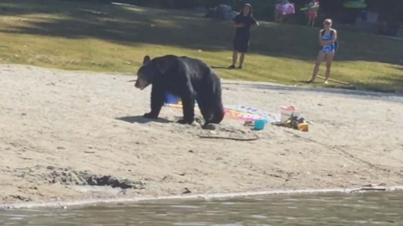 A black bear is seen at a beach in Port Moody in this video posted to Facebook by Antoni Kostka.