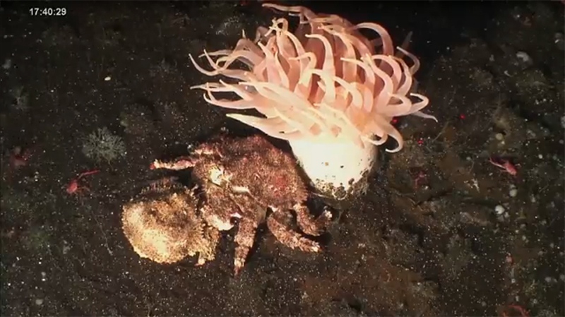 underwater seamount anemone