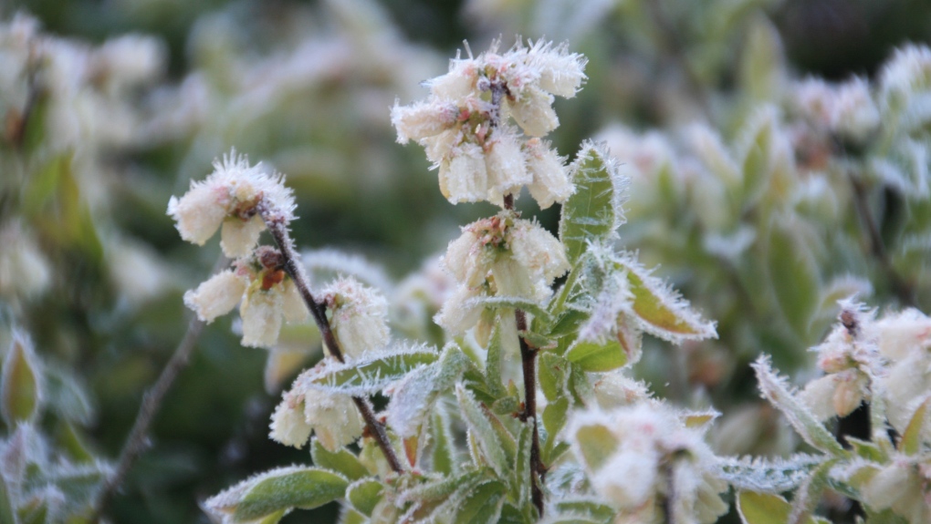 Frost on blueberry crop