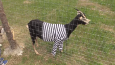 goat in stripes