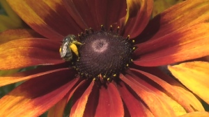 Helping  pollinators in your garden