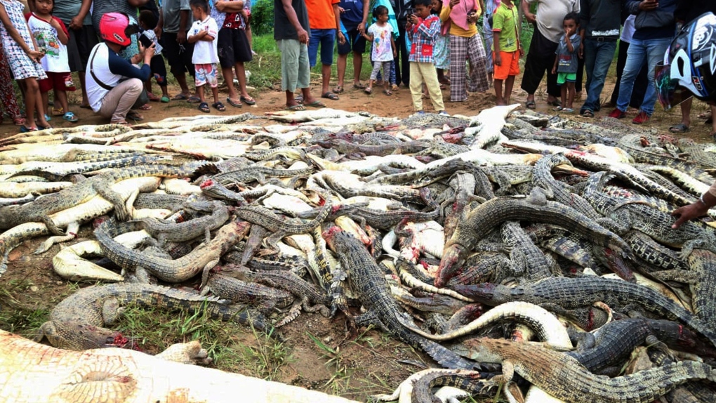 Slaughtered crocodiles 