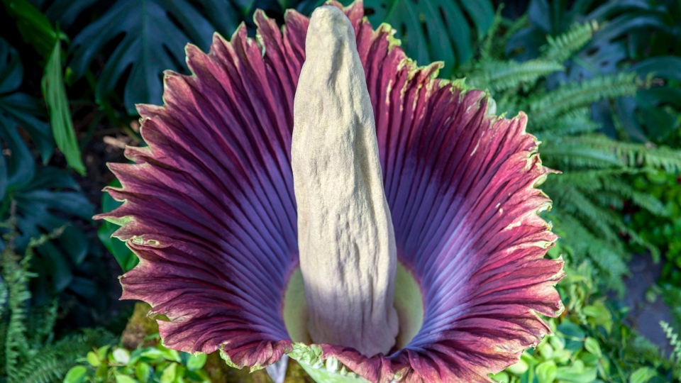 Exotic corpse flower begins to emit putrid scent at Vancouver ...