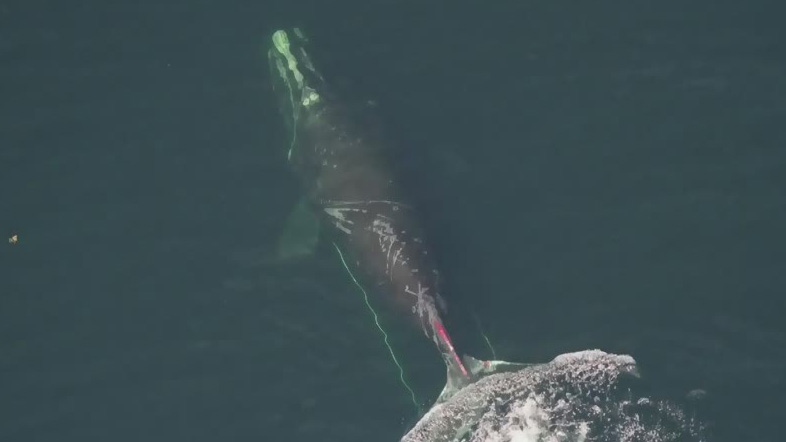 Search continues for entangled right whale