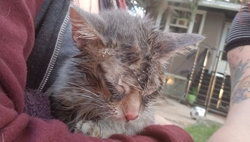 A kitten named Yogi needed urgent care at Saskatoon's Western College of Veterinary Medicine after teens tied her to a swing and sprayed her with pepper spray, according to the Saskatoon SPCA. (Courtesy: Kennedy Williams)