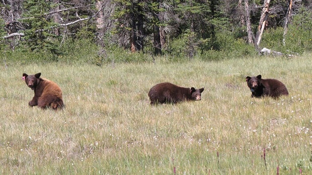 Three bears in Banff