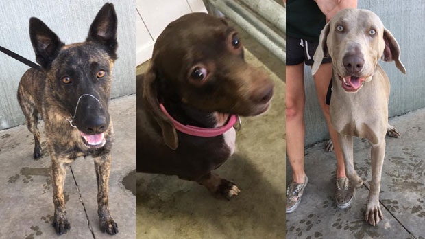 Three of the eight dogs seized from a room at the Bluebird Motel in Innisfail on July 18, 2018. (Fac