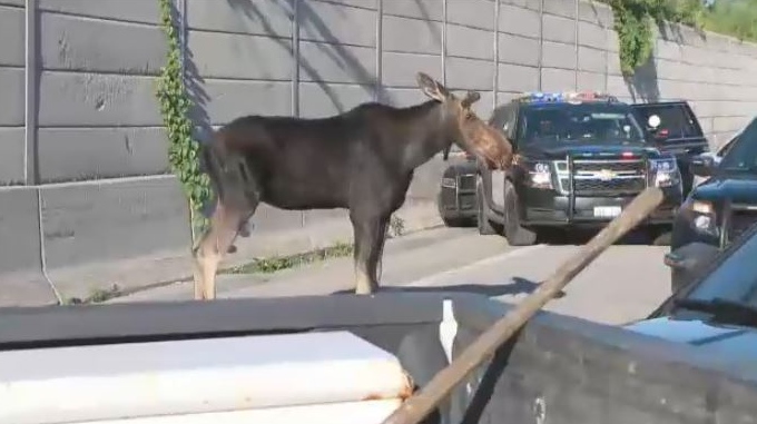 Moose trapped on Hwy 417 EB