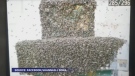 A massive swarm of bees forced a gas station to close on Isle Madame, N.S. (Shannon J Bona/Facebook)