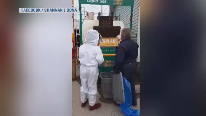 bees swarm gas station
