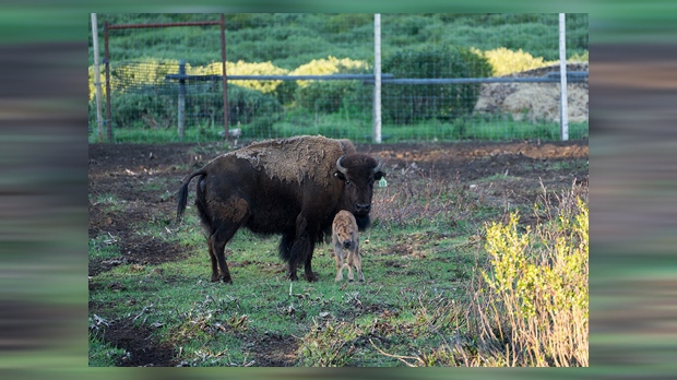 Parks Canada - bison calf - Banff National Park
